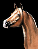 Arabian Equine art - Flaxen Mane
